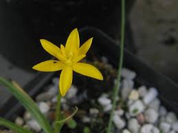 Image result for Hypoxis sp. A (as per FZ 12-3)