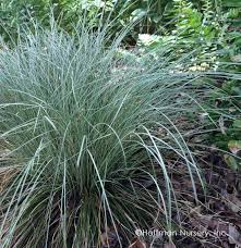 Image result for Carex lycurus