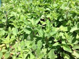 Image result for Origanum