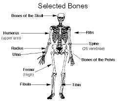 The Skeletal System Bones Medical Terminology For Cancer