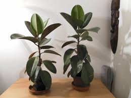 Mille consigli su come arredare la propria casa nel modo più verde piante da appartamento e da interno per il 2020, piante grasse, verdi o carnivore per arredare della casa. Ficus Elastica