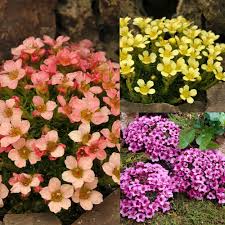Image result for Galiniera saxifraga