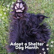 Paws ct is an animal shelter that rescues and rehomes more than 500 cats and dogs every year. Paws Of Norwalk Ct Pawsct Twitter