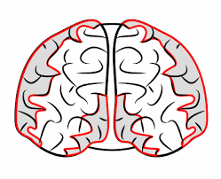 Maybe you would like to learn more about one of these? How To Draw A Cartoon Brain Using Simple Lines