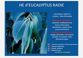 Fluimucil 200 mg ne sera utilisé pendant la grossesse que sur avis médical. Epingle Par Mastrantuono Sur Tuto Huiles Essentielles Rhinopharyngite Eucalyptus Radiata Huile Essentielle Eucalyptus