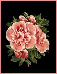 Antique French Botanical Print Pink Azalea Flower Imperatrice Etsy Botanical Prints French Illustration Digital Flowers