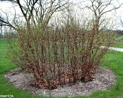 Red willow there are all sorts of plants you can use to provide much needed color in your garden in winter. Red Osier Dogwood Cornus Sericea North American Insects Spiders