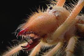 Deserts are hot and dry. Study Takes Close Look At Formidable Camel Spider Jaws
