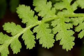 Image result for Woodsiaceae