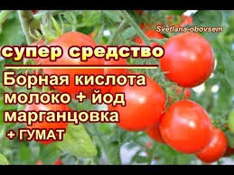 чем подкормить томаты во время цветения и завязывания плодов Bornaya Kislota Moloko Jod Gumat Dlya Urozhajnosti I Ot Boleznej Tomatov Ogurcov Perca Youtu Vozvyshennye Ogorody Vyrashivanie Pomidorov Sadovodstvo Na Balkone