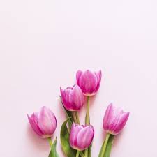Pin By Literally Laura On Bunga Tulip Flower Backgrounds Tulips Flowers Flower Background Wallpaper