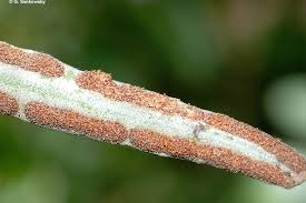 Image result for Pycnostachys coerulea