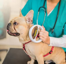 Only registered microchips will display pet owner's contact details. Microchips A Win Win Win For Puppy Buyer And Breeder