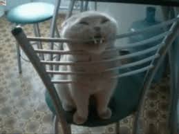 Share the best gifs now >>> Cat Eating Gifs Wifflegif