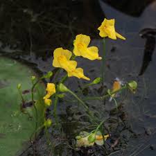 Image result for Utricularia gibba
