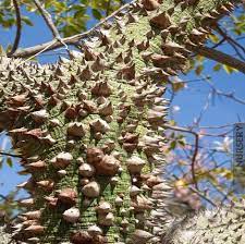 What is special about this tree besides all the gorgeous flowers is that it will go briefly deciduous to flower with massive amounts of flowers in the fall, often in october when little else is putting on a colorful d. Silk Floss Tree University Of Redlands
