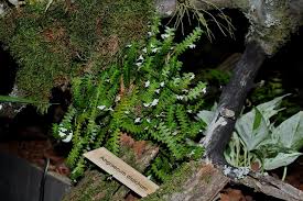 Image result for Angraecum distichum