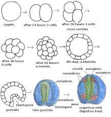 Tahapan perkembangan pada masa embrio. 3 Tahapan Perkembangan Embrio Morula Blastula Dan Gastrula Biologi Edukasi Belajar Sains Biologi