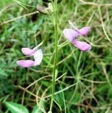 Image result for Desmodium uncinatum