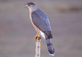 Download 206 coopers hawk images and stock photos. Photos Cooper S Hawk Accipiter Cooperii Birds Of The World