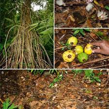 Image result for Eugenia natalitia