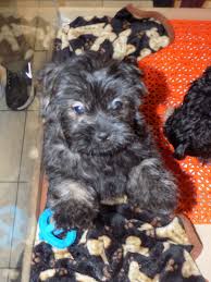 ****earthwise's parent company operates 19 nature's pet market stores in or and wa. A Breed Apart Shop Dogs Wisely Not Impulsively