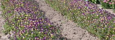Be the first to rate your experience. Viola Johnny Jump Up Heartsease Viola Tricolor Mixed Hybrids