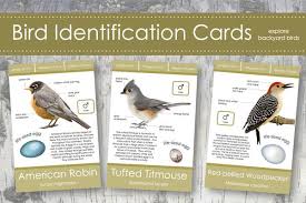 Backyard Bird Identification Cards