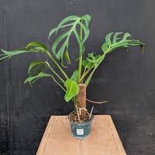 The Plant Stand of Arizona