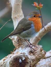 Birds That Start With A C Robin Pet Birds Beautiful Birds Birds Painting