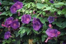 Biggest selection of materials, colors & print options in stock How To Grow Morning Glories Against A Privacy Fence
