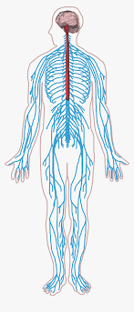 Diagram of the human nervous system (infographic). Thumb Image Central Nervous System Drawing Hd Png Download Transparent Png Image Pngitem