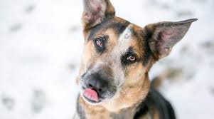 Meet blue, a gorgeous german shepherd mix puppy ready to win your heart! German Shepherd Mixes 20 Different Gsd Crossbreeds