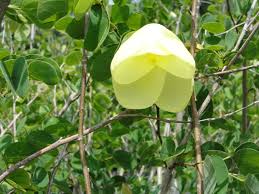 Image result for Markhamia tomentosa