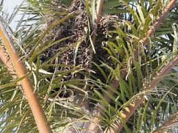 Image result for Raphia australis