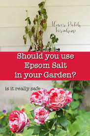 Uses and benefits of epsom for plants & garden. Epsom Salt For Plants Don T Go There Flower Patch Farmhouse