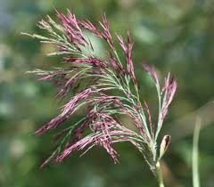 Image result for Phragmites australis