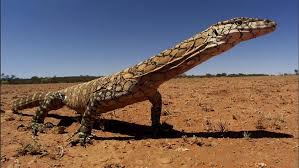 Komodo merupakan salah satu biawak terbesar dan paling mematikan di dunia karena racunnya yang sangat kuat. 6 Spesis Biawak Paling Besar Dan Panjang Di Dunia Iluminasi