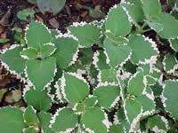 Check spelling or type a new query. 32 Shade Plants For South African Gardens Ideas Shade Plants Plants Shade Garden