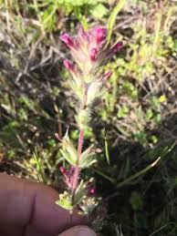 Image result for Platylepis glandulosa