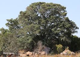 Image result for Podocarpus latifolius