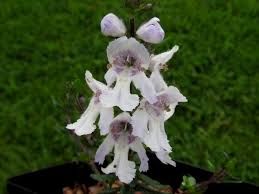 Image result for Basananthe pedata