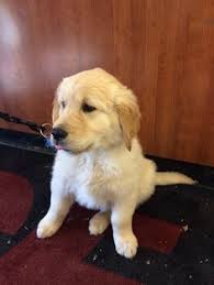 We are a husband and wife team of conscientious hobby breeders of akc golden retrievers in northern vermont, usa. 25 Spitzs Dogs And Others Ideas Puppies Dogs Dogs And Puppies