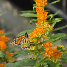 These plants for bees are native and easy to grow! Pollinator Garden