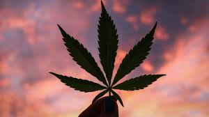 Participantes en una manifestación a favor de la legalización de la marihuana en las calles de ciudad de méxico, el 5 de mayo de 2018.ginnette riquelme / reuters. En Que Consistiria En Mexico Legalizar El Uso De Cannabis