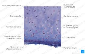 Hyaline cartilage is a type of connective tissue found in areas such as the nose, ears, and похожие запросы для hyaline cartilage location in body. Hyaline Cartilage Histological Features åšå½©appä¸‹è½½è‹¹æžœç«¯cells Kenhub