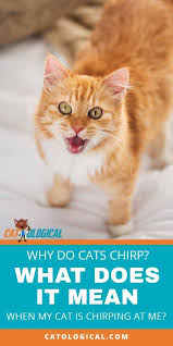 What Is That Cute Little Sound That Your Cats Are Making At You What Are They Trying To Convey To Our Human Ears That Resemble Cat Parenting Cats Cat Behavior