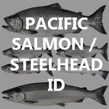 Pacific Salmon Steelhead Identification And Lifecycle Bc
