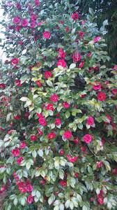 The Front Yard Without The Azaleas The Camellia May Be Happier My Mom S Favorite Flower Grow Well In This Clim Too Can Growing Flowers Flower Show Azaleas