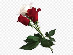 Langstielige rote rosen, prächtige rosenbouquets oder dunkelrote rosen kaufen mit sollen es langstielige rote rosen als einzelrose, als 3er, 5er, 7er oder 10er bund oder doch lieber ein süßer, roter rosenstrauß sein? Rote Rosen Png Free Rote Rosen Png Transparent Images 101564 Pngio